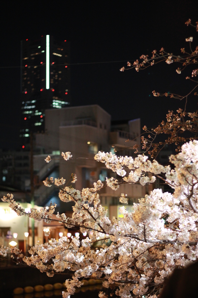 横浜の春