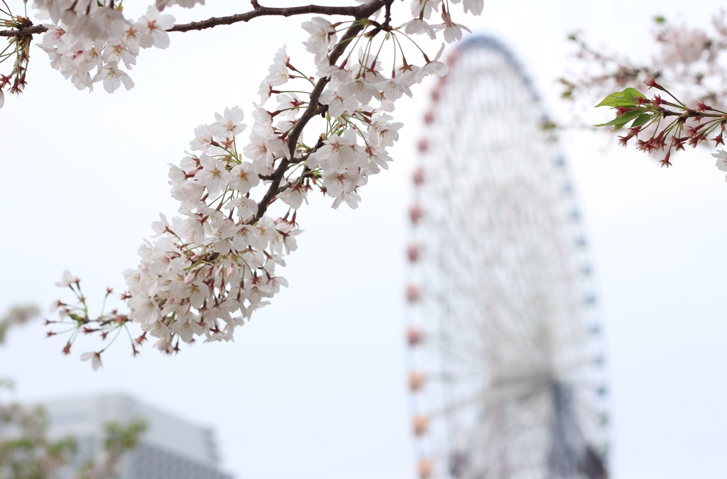 観覧車と桜