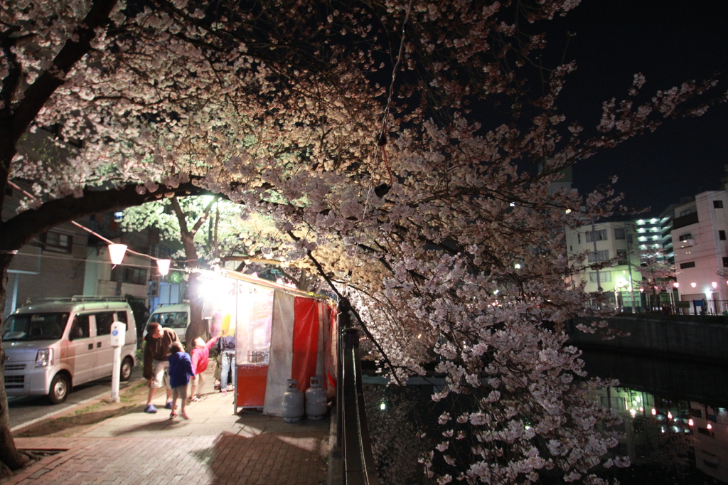 夜桜の屋根