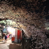 夜桜の屋根