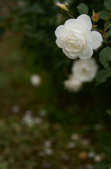 White rose