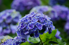 Hydrangea (Purple)