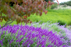 purple flower 