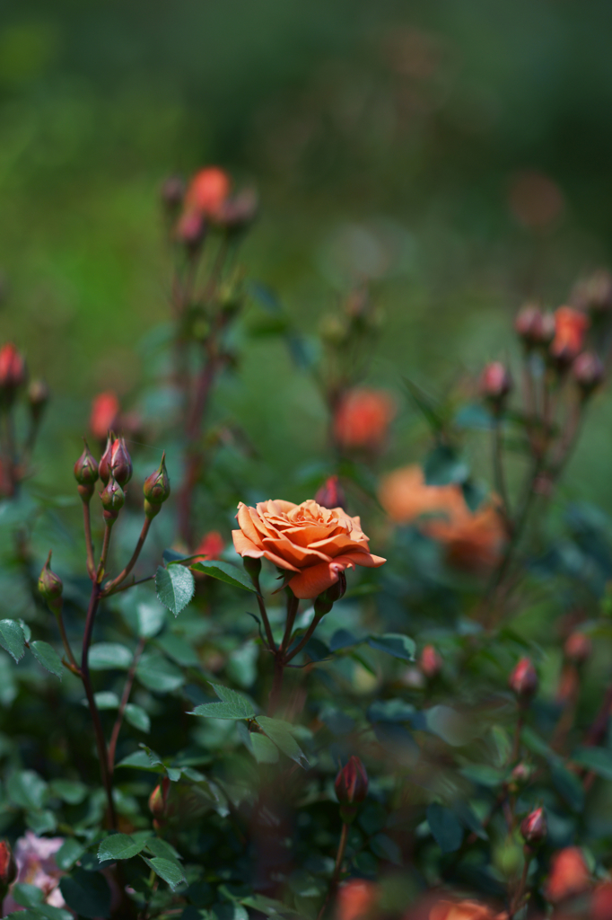 Rose