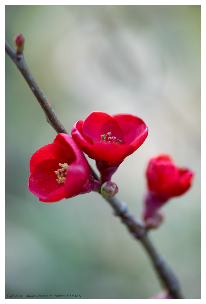 木瓜の花