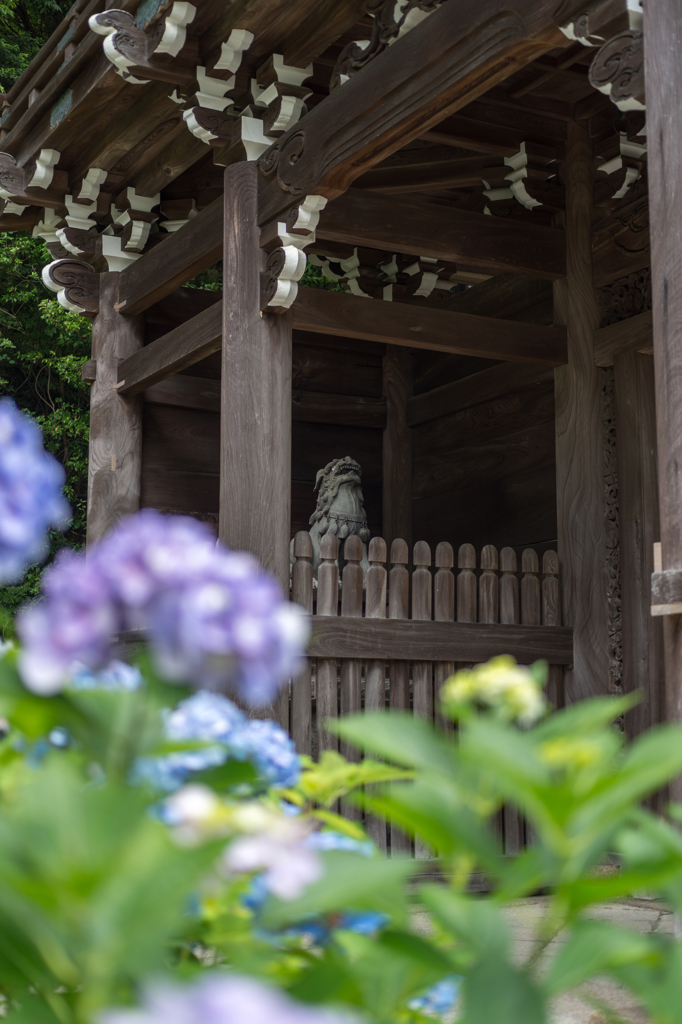 信貴山の紫陽花 (2)