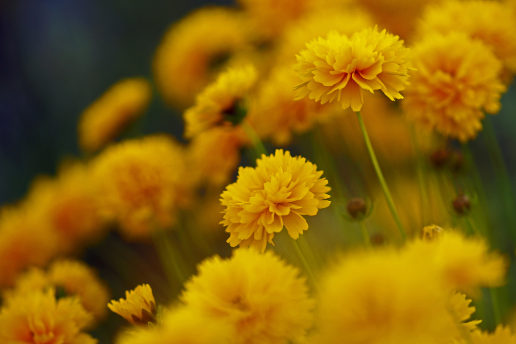 Full bloom