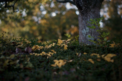 Yellow fallen leaves