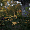 Yellow fallen leaves
