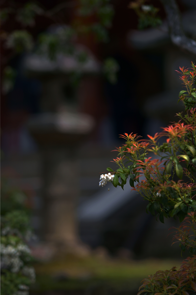 In Kasuga Taisha Shrine (2)