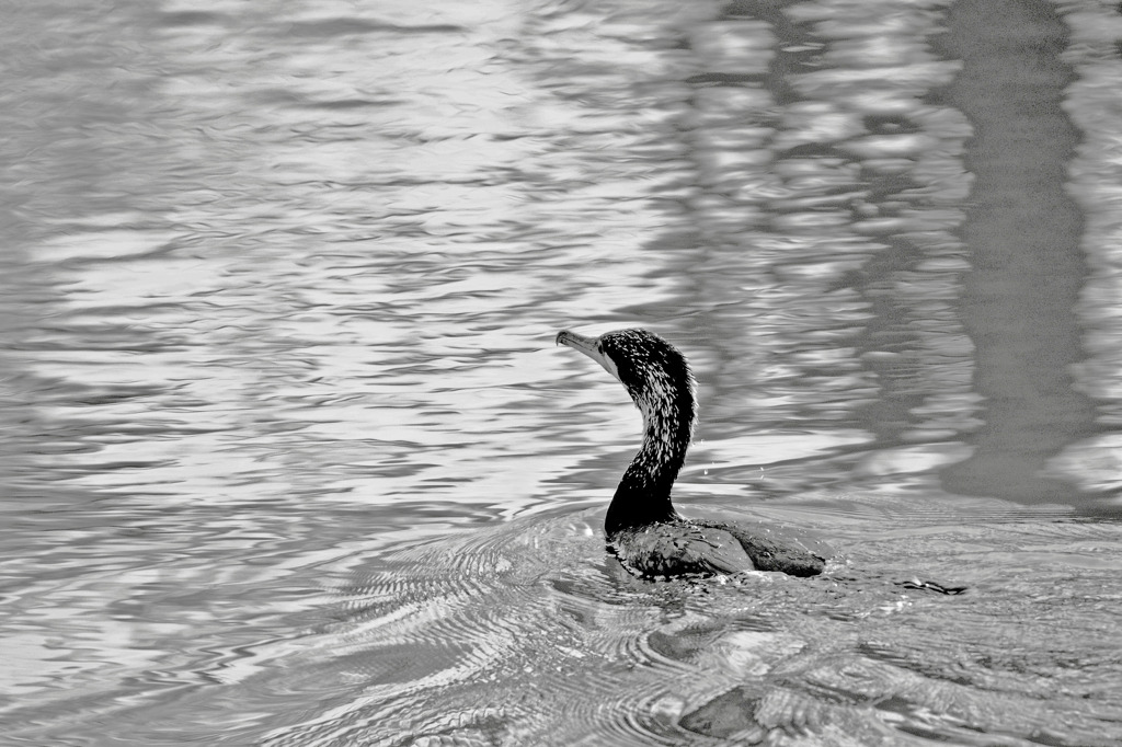 cormorant