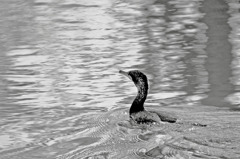 cormorant
