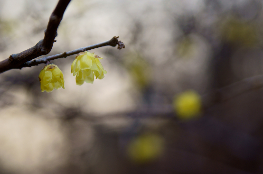 Winter sweet