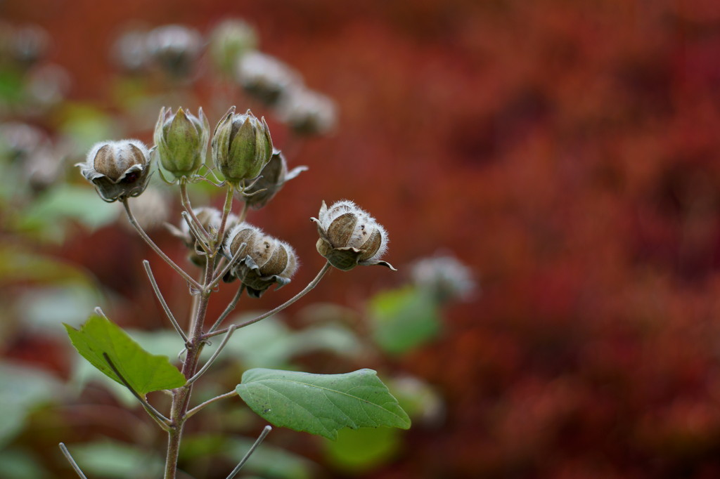 Small cotton wool