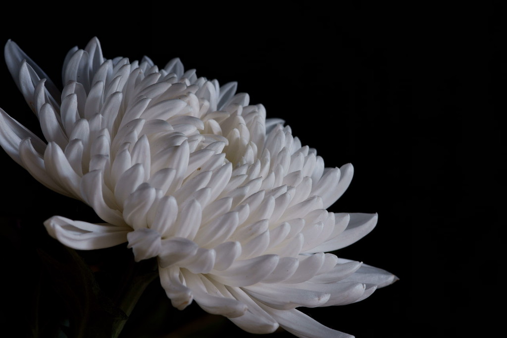Chrysanthemum