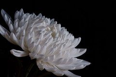 Chrysanthemum