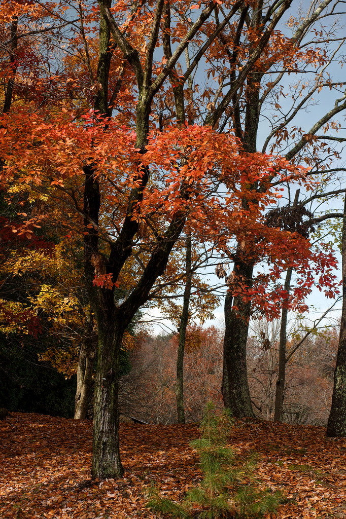 Shine of autumn