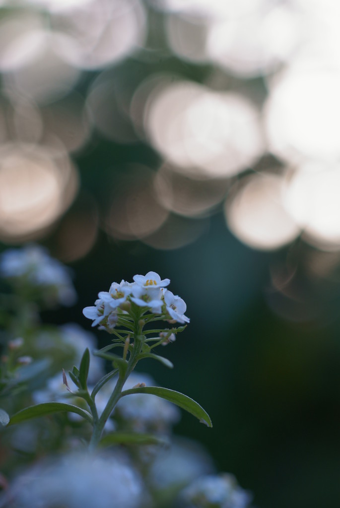 Light in morning_2