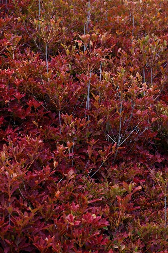 Scenery of autumn (2)