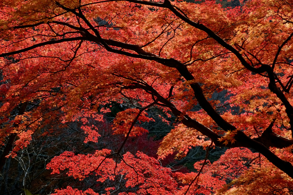 Autumn which burns 