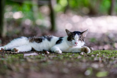 男前の野良猫 (2)