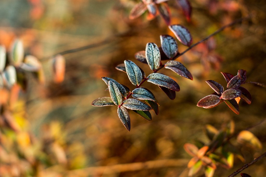 Morning frost (2)