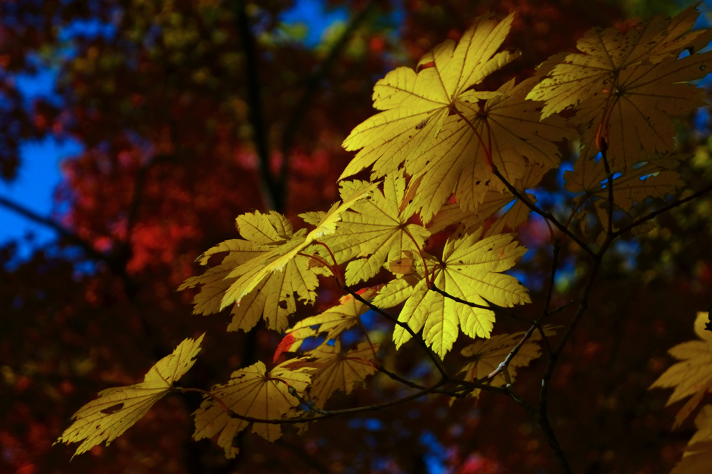 In autumn (yellow)