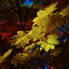 In autumn (yellow)