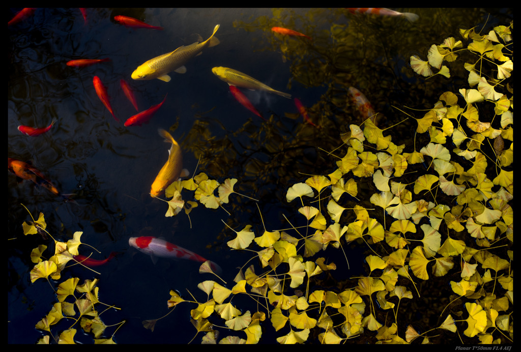 Dead leaves of the ginkgo
