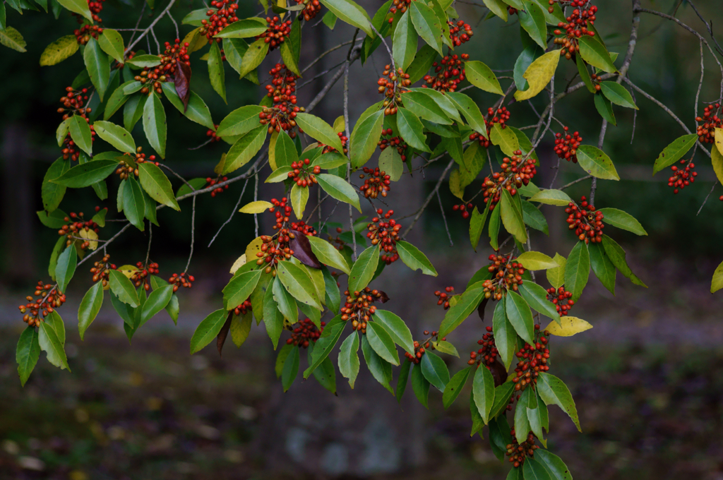 Autumn kind