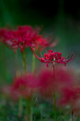 Lycoris radiata