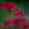 Lycoris radiata