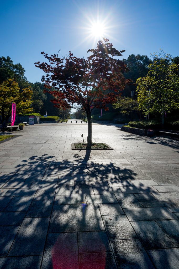 Shadow