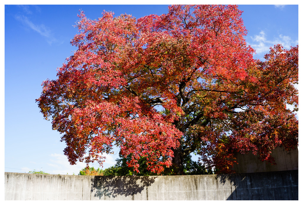 紅葉
