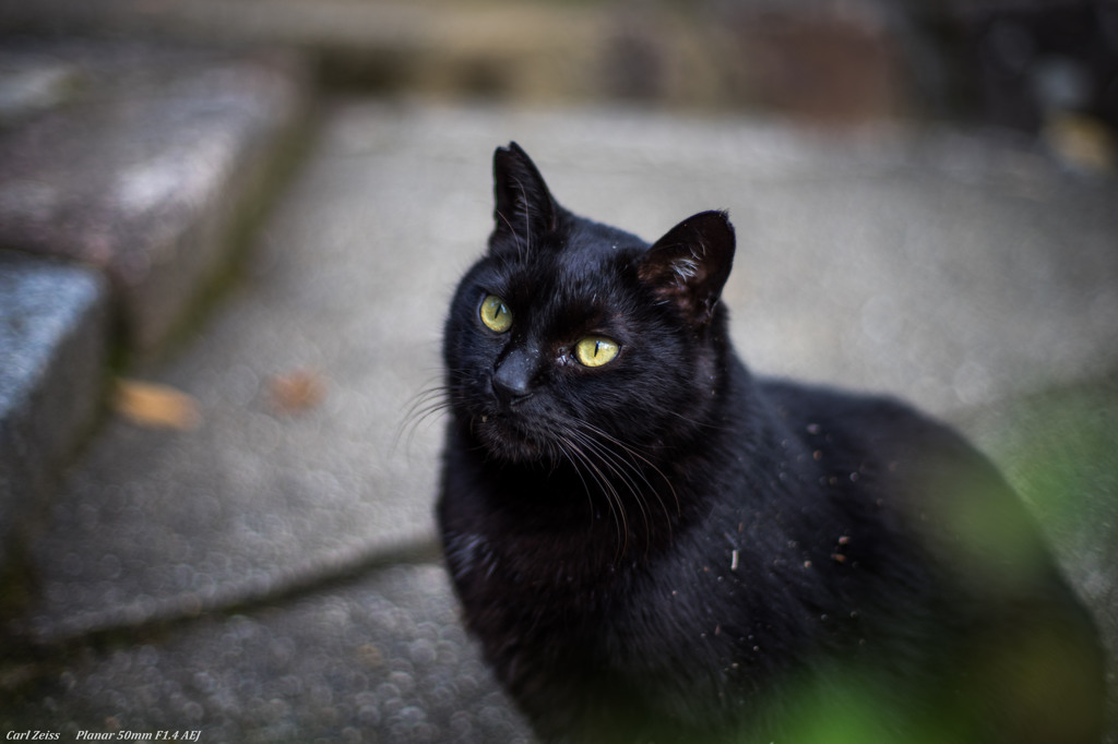 古寺の猫