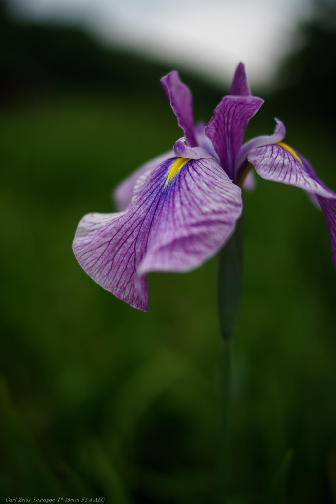 菖蒲