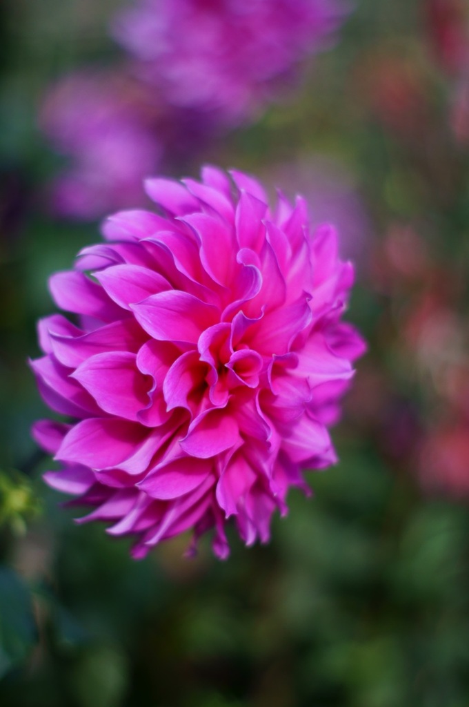 I like Bokeh_4