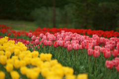 Tulip