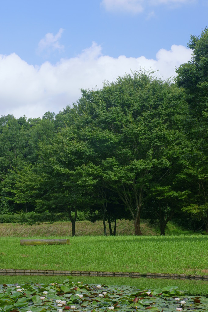 緑と青空(1)