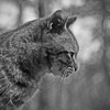 Homeless cat's moustache