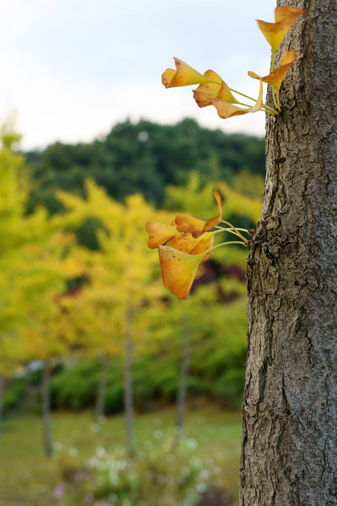 Ginkgo