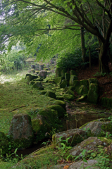 Scenery with moss