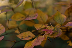 leaf which remained