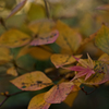 leaf which remained
