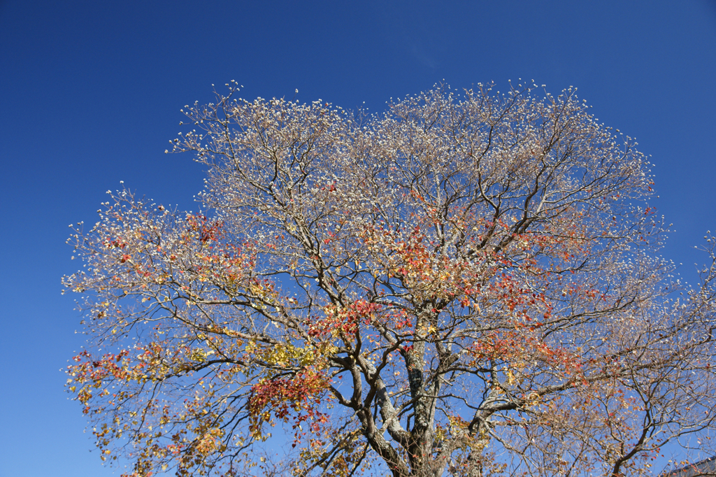 A blue sky and kind