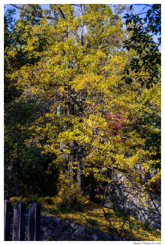 Tree of ginkgo