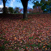 Fallen leaves