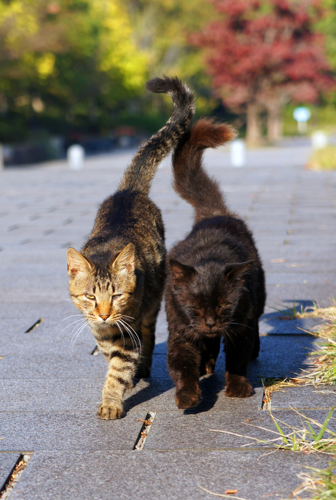 A boss and follower(It is a kitten)