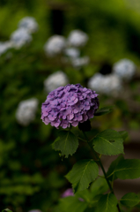 信貴山の紫陽花 (3)