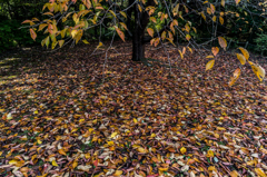 Season of fallen leaves (NO2)